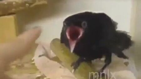 Un drôle d'oiseau