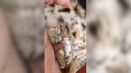 Frotement d'un manteau en fourrure de lynx