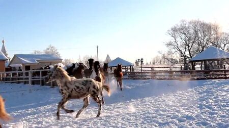 L'hiver russe. Avanpost