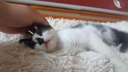 [Allez, c'est parti !] Le lapin BAFFI et le chat MALYSH ! Le SPINNER du lapin BAFFI ! Le SUPER CHAT rend visite au lapin