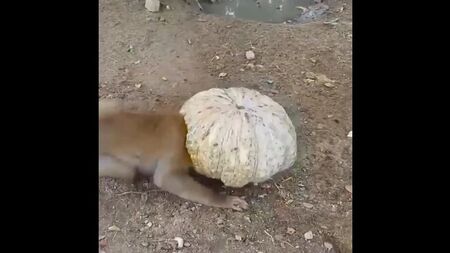 Des chiens intelligents