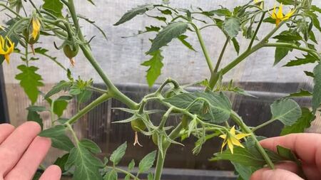 [Potager productif] NE FAITES PAS DE BÊTISES LORSQUE VOUS TAILLEZ VOS TOMATES À CROISSANCE RAPIDE !