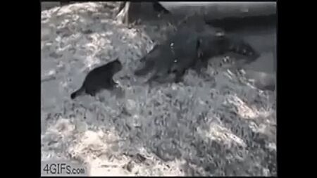 VIDÉOS DRÔLES D'ANIMAUX VIDÉO AMUSANTE : un adorable chiot)