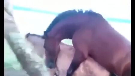 Chevaux GAY